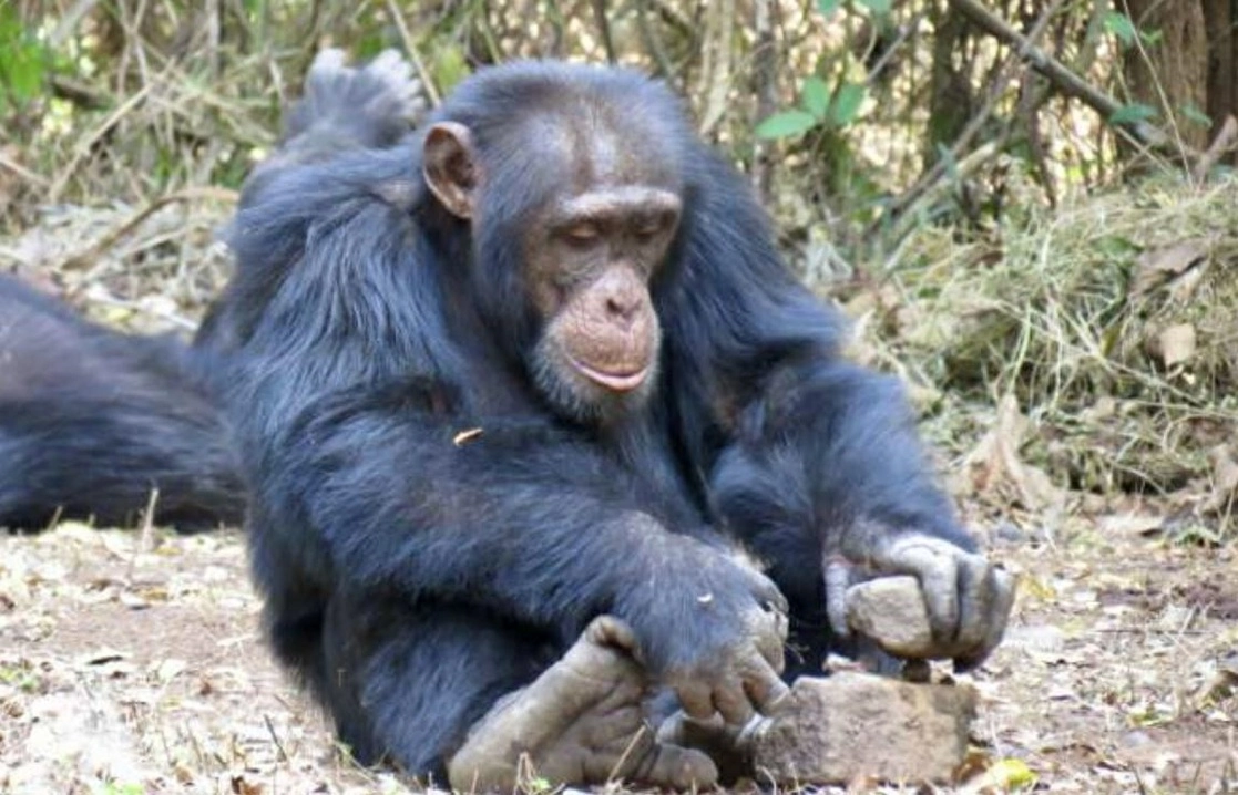 Un chimpancé rompiendo una nuez con piedras. Foto Europa Press / Archivo