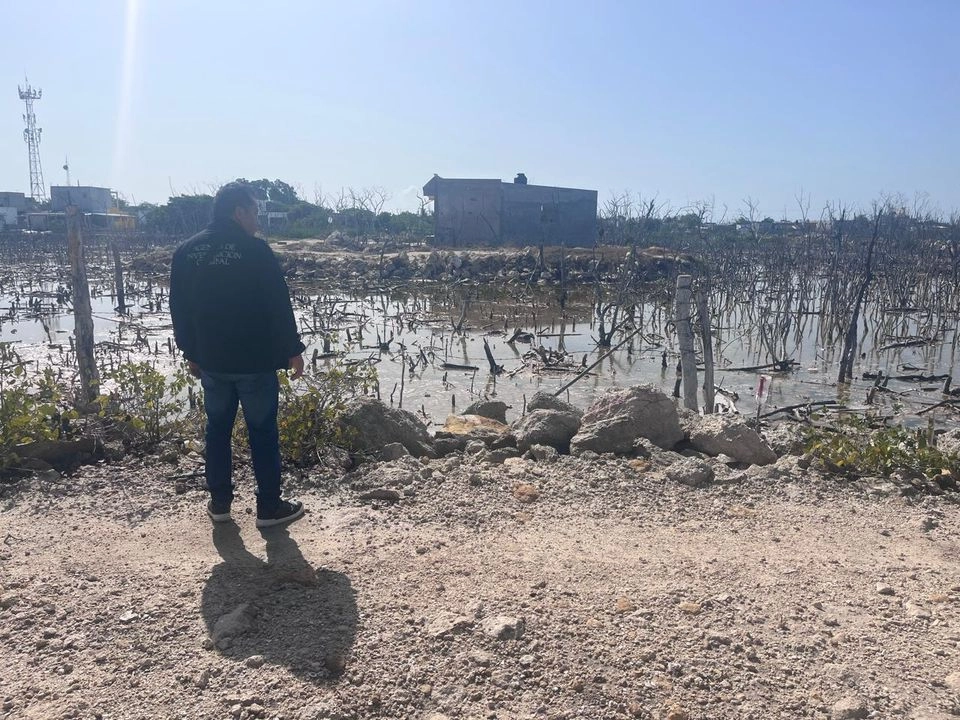 Autoridades detectaron tala, desmonte y asentamientos humanos irregulares en más de 20 hectáreas de manglares, consideradas zonas de hábitat protegidas dentro de los ecosistemas estatales. Foto