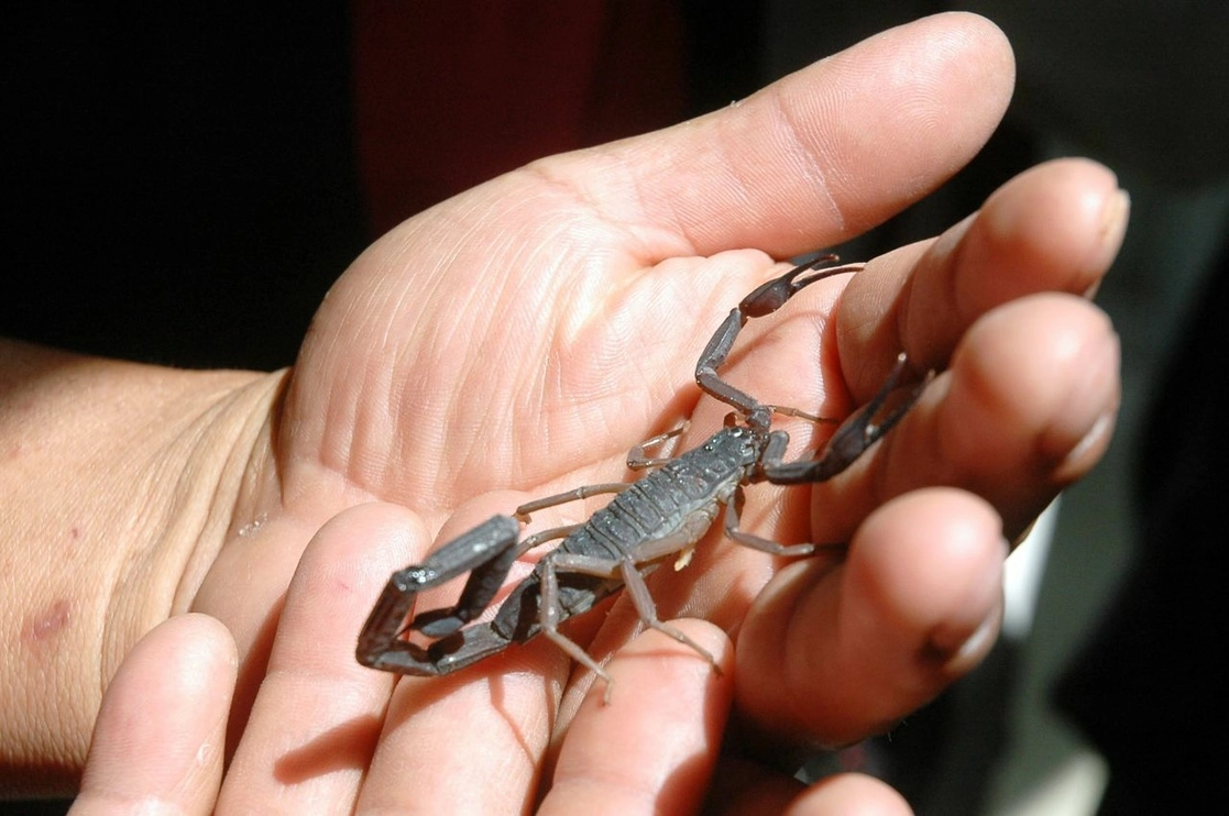 En una investigación tripartita de la UNAM, la Universidad de Stanford y el Instituto Nacional de Ciencias Médicas y Nutrición Salvador Zubirán, se descubrieron dos moléculas nuevas de antibióticos a partir de precursores del veneno de alacrán. Foto Cuartoscuro