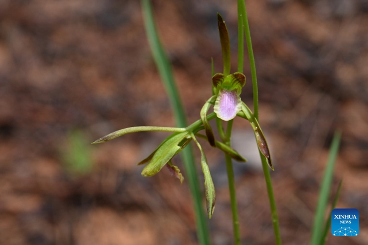 Una especie de orquídea china declarada extinta ha sido redescubierta en estado silvestre en Yunnan en China. Foto