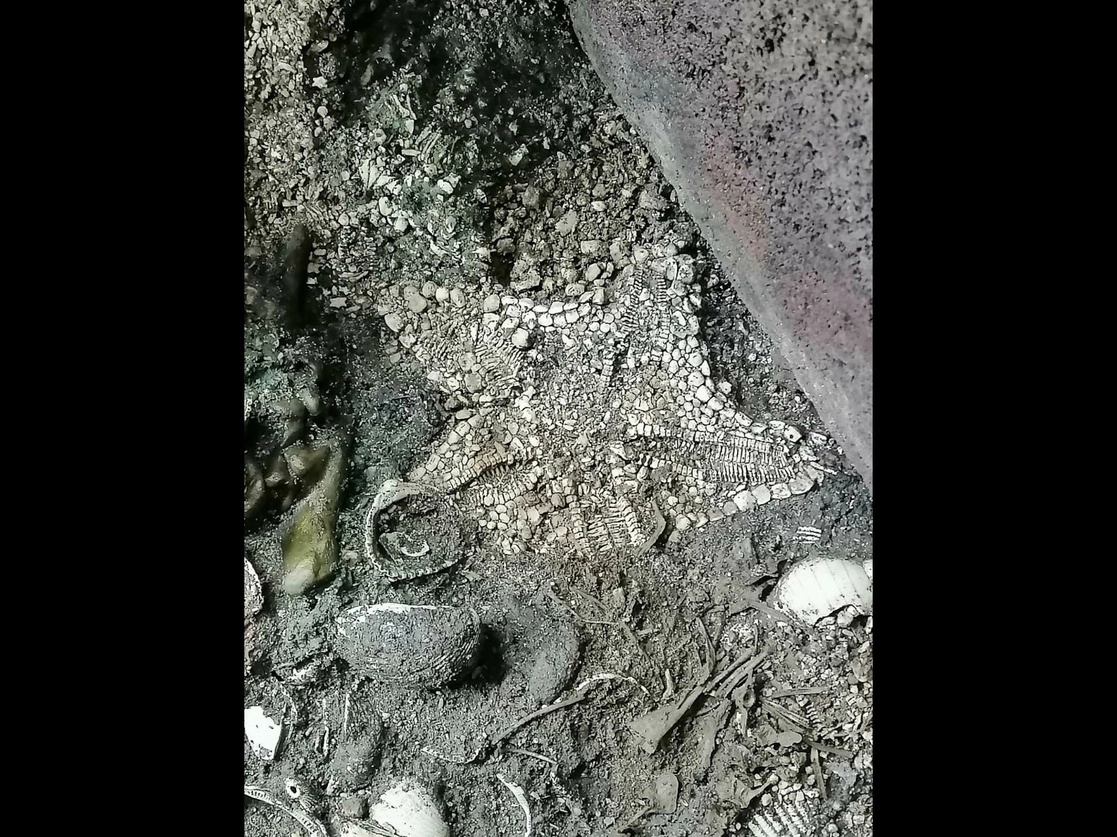 La 'Nidorellia armata' del Pacífico es la especie de estrella de mar "más completa y mejor articulada que jamás hayamos visto en nuestras excavaciones en el Templo Mayor", señaló el arqueólogo Leonardo López Luján. Foto tomada del Twitter de @LeoLopezLujan