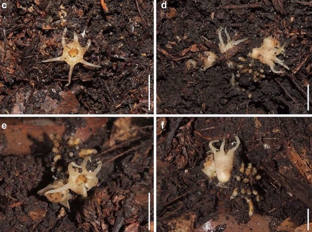 'Relictithismia kimotsukiensi' tiene una distribución local muy limitada y es excepcionalmente vulnerable al cambio ambiental. Foto Suetsugu et al / Journal of Plant Research