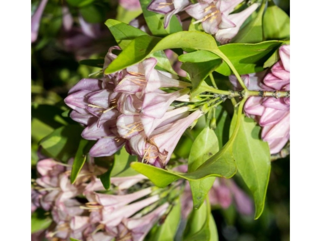 Flores aromáticas del ejemplar que crece cerca de la frontera con Durango. Foto cortesía de la FES Cuautitlán 