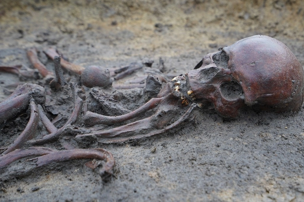 Esqueletos y cráneos fueron encontrados en un sitio de excavación de un cementerio vikingo del siglo X en Aasum, Dinamarca, el lunes 7 de octubre de 2024. Foto Ap