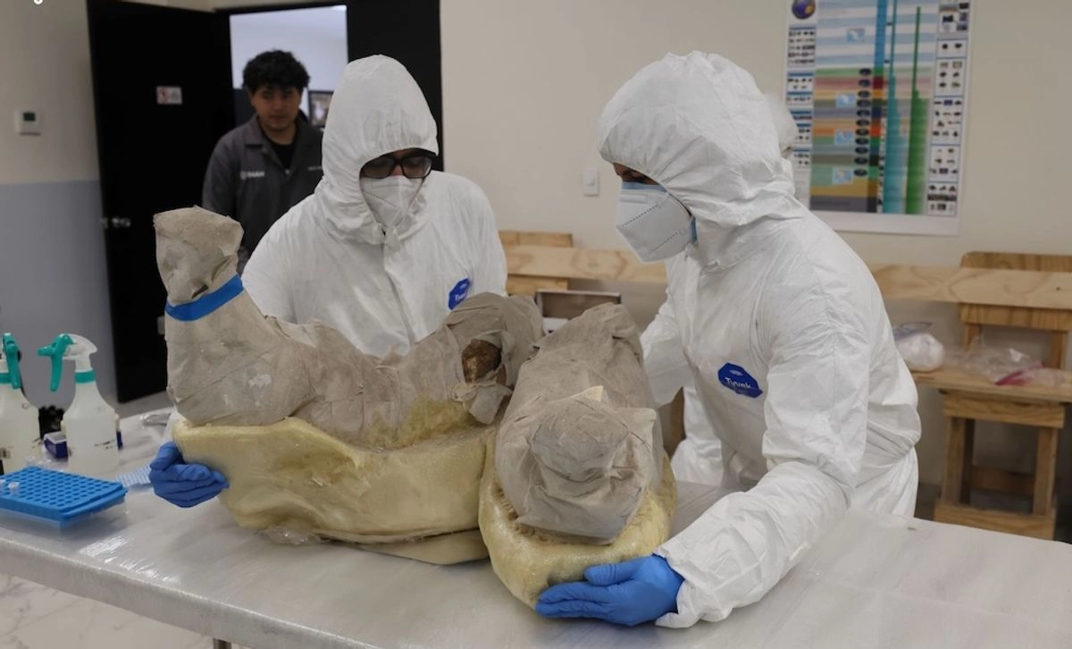 La investigación derivó de un proyecto en el que el instituto y la UNAM, por medio del Laboratorio Internacional de Investigación sobre el Genoma Humano, recurrieron a la paleogenómica para reconstruir diferentes aspectos demográficos de la megafauna que habitó la región. Foto 