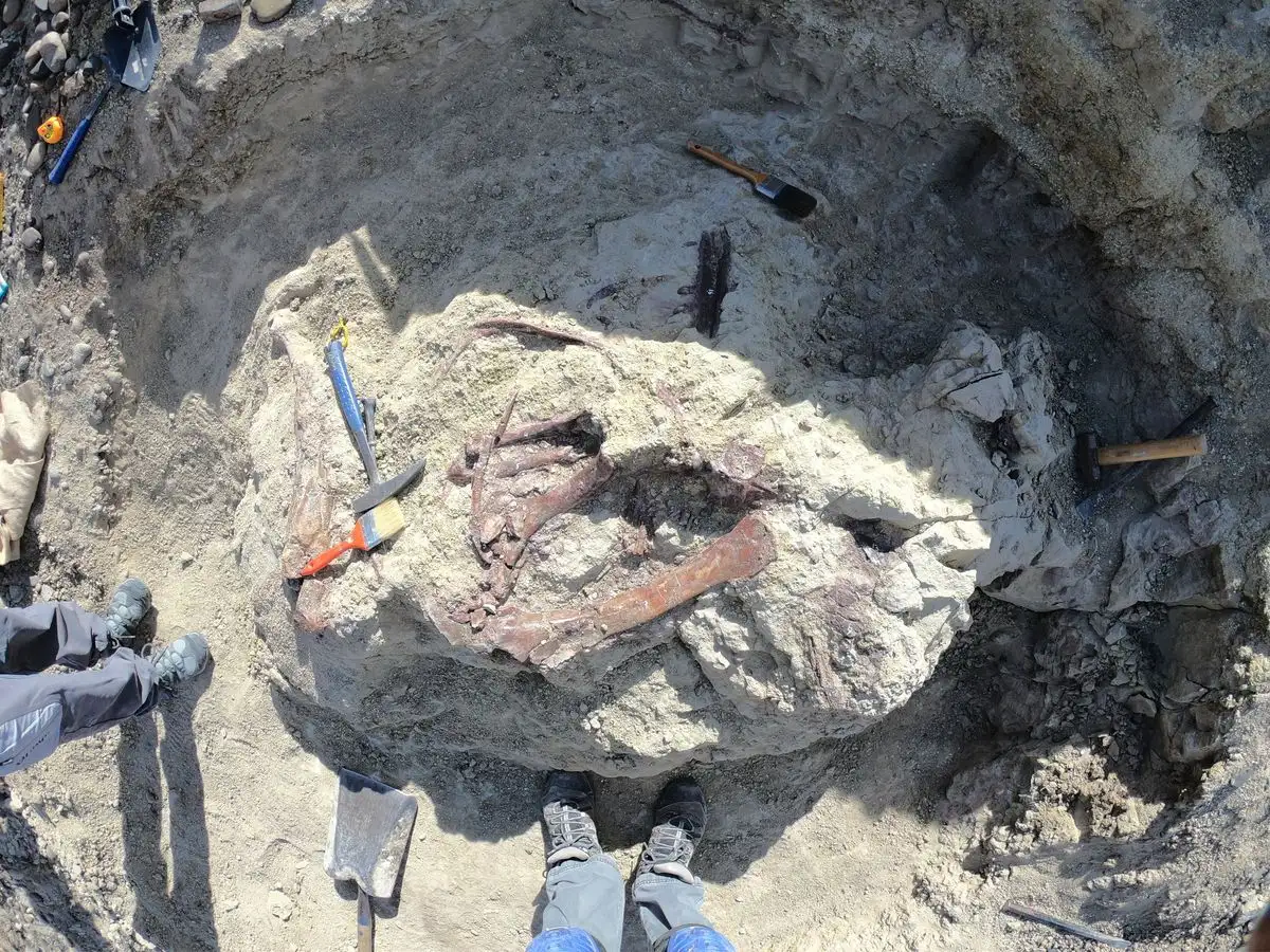 Reconstrucción del Joaquinraptor casali. Foto 
