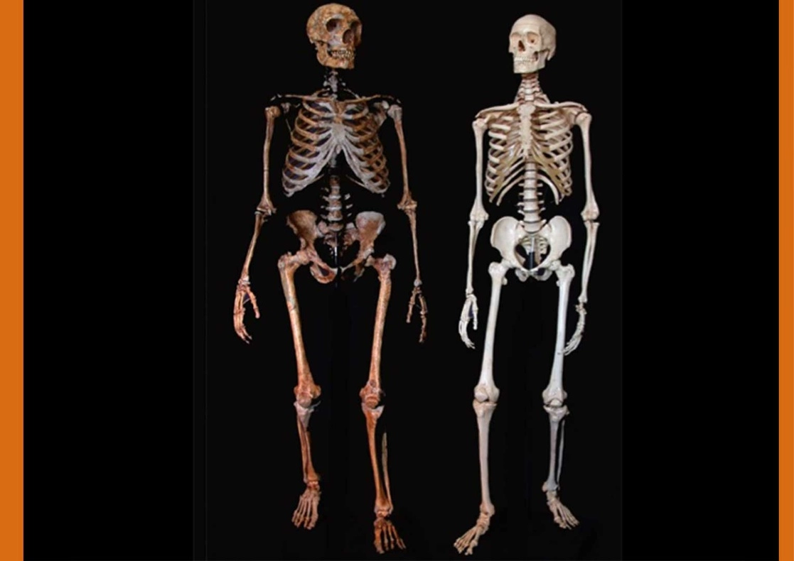 Científicos de la Universidad de Granada determinaron que el gen de la creatividad fue el "arma secreta" del ‘homo sapiens’ sobre los neandertales. Foto tomada del sitio https://canal.ugr.es/