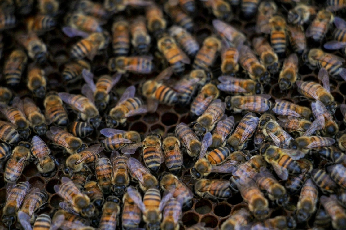 A los científicos les preocupa las amenazas externas que puedan perturbar esta forma de comunicación entre las abejas, como lo son los pesticidas. Foto Cuartoscuro / archivo