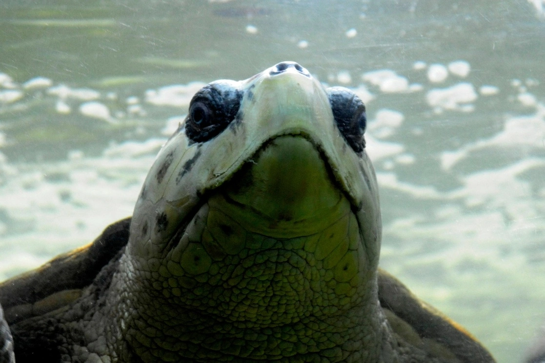 ‘Jorge’, integrante del acuario de Mendoza, Argentina, de la especie ‘caretta-caretta’. Foto Afp
