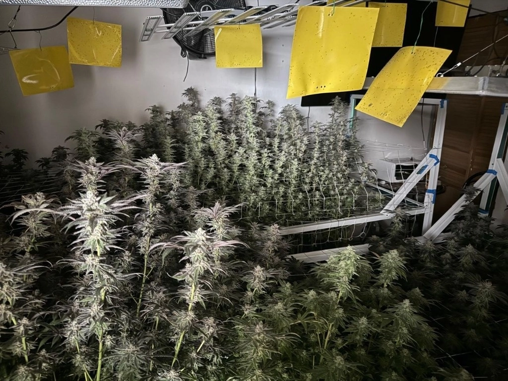 Encontraron al menos, 283 macetas con plantas conocidas comúnmente como cannabis sativa; en el lugar también fueron halladas bolsas con narcóticos. Foto FGJEM 