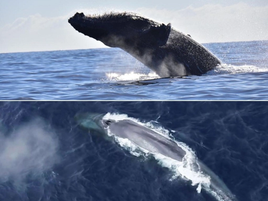 La mayoría de las grandes ballenas tienen un potencial no reconocido de gran longevidad que ha pasado desapercibido por los trastornos demográficos de la caza, según estudio. Foto 'La Jornada' / Archivo
