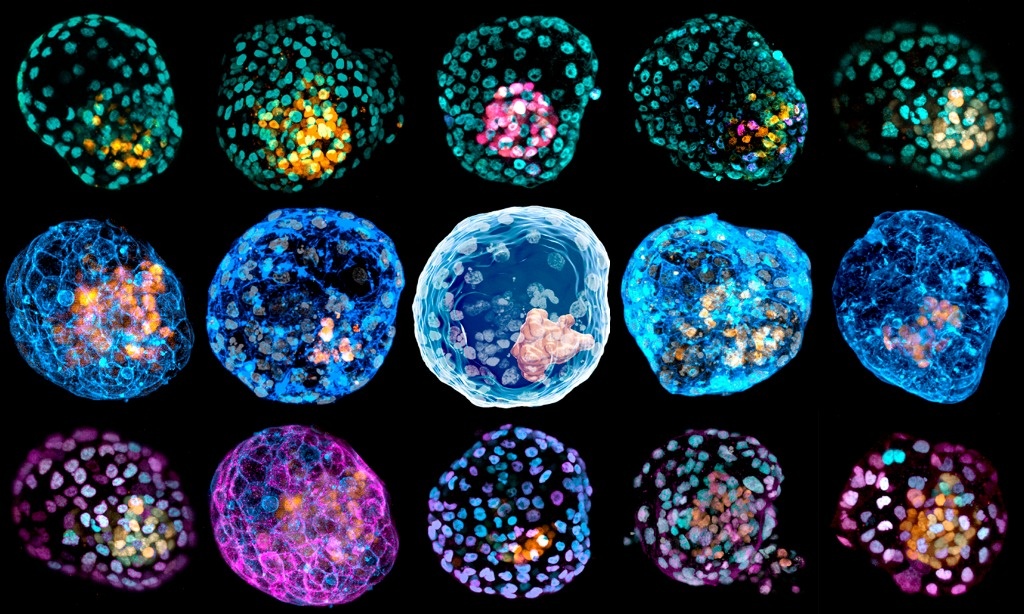 They discover mechanisms of contraction of cells that form human embryos