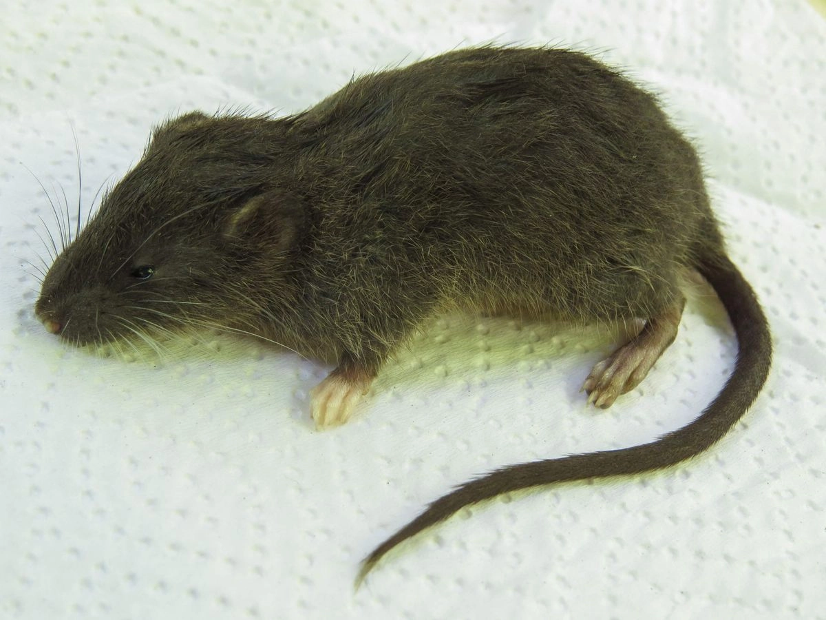 El pequeño roedor de color chocolate y patas largas fue encontrado en el Parque Nacional Tingo María de la región Huánuco. Fue bautizado como ‘Daptomys nunashae’. Imagen del 26 de septiembre de 2025. Foto de Úrsula Fajardo / Sernanp / 