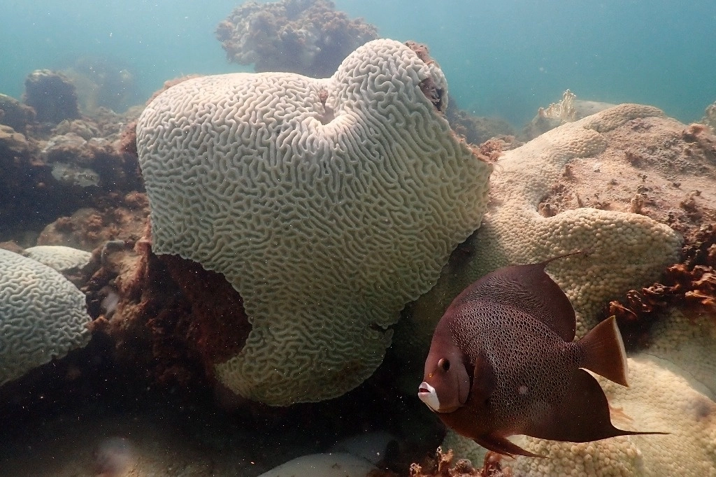 Dado que estos parásitos aparecen asociados a la mayoría de las especies de peces están presentes en todos los océanos. Se trataría, por tanto, de uno de los parásitos más extendidos entre los peces marinos, con posibles implicaciones para la pesca comercial y las redes alimentarias oceánicas, se informó. Foto NOAA vía Ap / Archivo