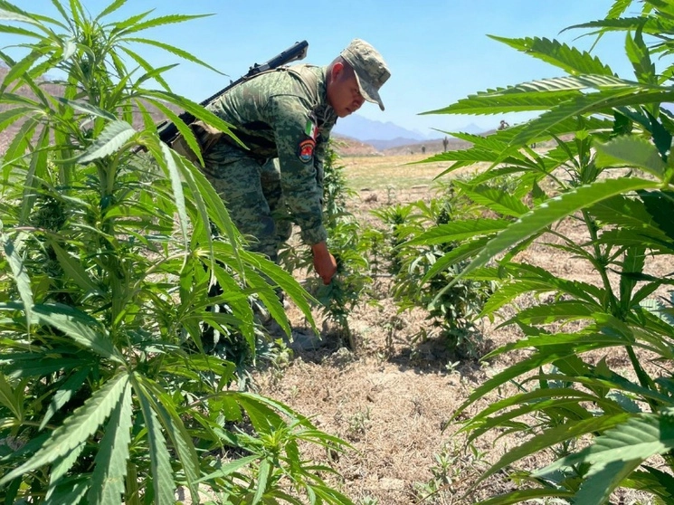 El plantío de mariguana crecía en mil metros cuadrados, en la zona serrana de BC. Foto Cuartoscuro / Archivo