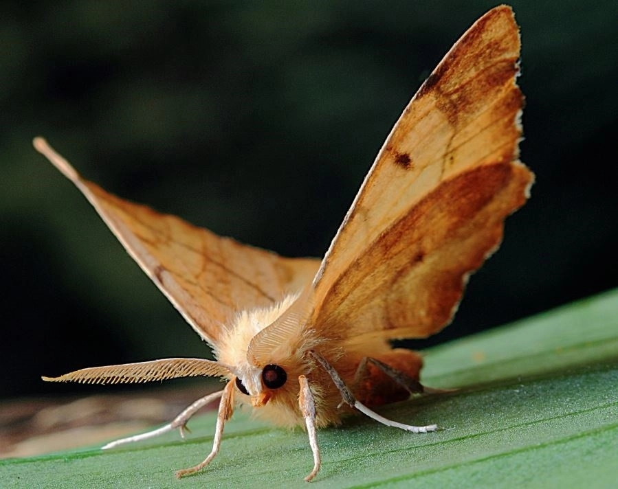 Una investigación publicada en la revista ‘Plos One’ revela que estos insectos cumplen un papel muy significativo en la transportación de polen durante las pocas horas de la noche. Foto archivo