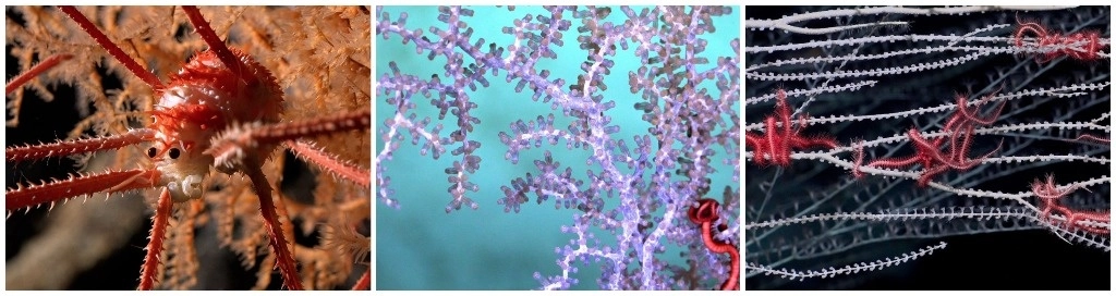 Los expertos encontraron langostas, arrecifes de coral de aguas profundas, erizos de mar y jardines de esponjas. Analizan la fisiología y genética de los especímenes que sospechan que son nuevos para la ciencia. Foto Schmidt Ocean Institute /Europa Press