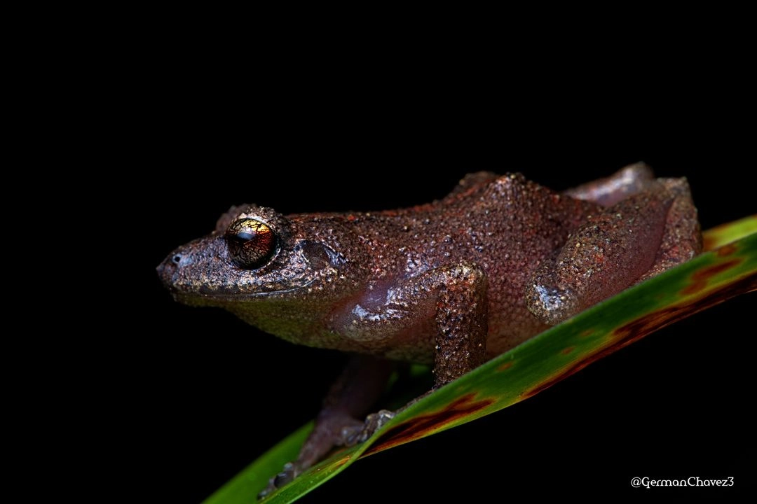Los anfibios fueron denominados por los científicos Pristimantis chinguelas, P. nunezcortezi y P. yonke. Imagen tomada de 