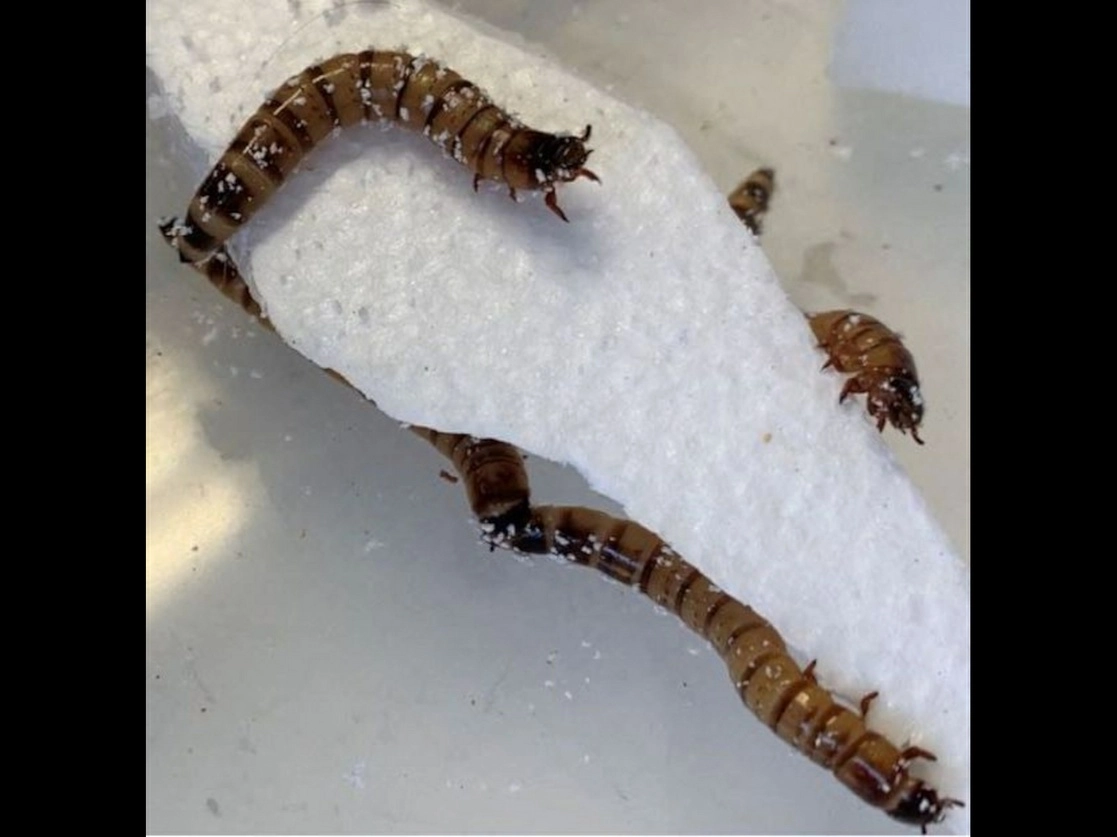 Conocido como gusano rey o morio, puede alimentarse del unicel. Foto Afp