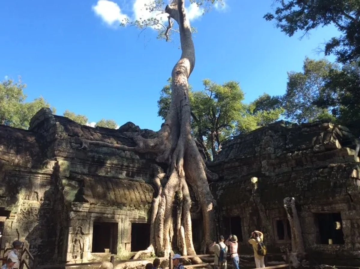 Los templos de Camboya no sólo narran la grandeza del imperio Jemer (siglos IX y X), también revelan una máxima universal: toda obra humana está en condiciones de dialogar con la madre tierra.