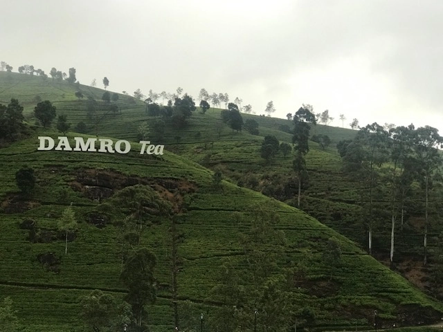  Plantación de té, cuyas hojas –una vez cosechadas– se deben deshidratar y fermentar. Foto Alia Lira Hartmann 