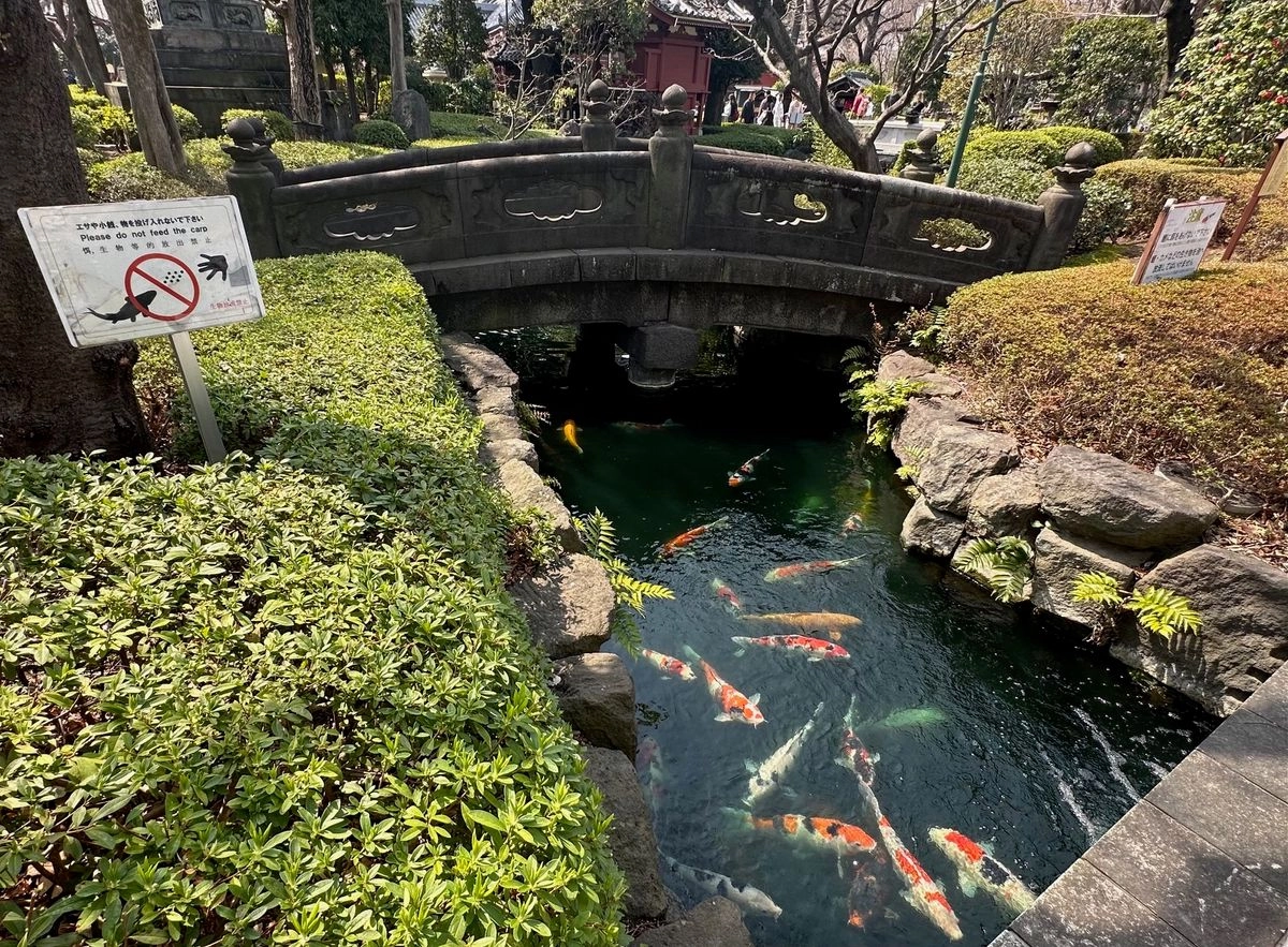 Carpas en un estanque del parque donde se halla el templo Sensoji, que es el más antiguo de Tokio, en el distrito de Asakusa, muy popular entre los turistas. Foto 
