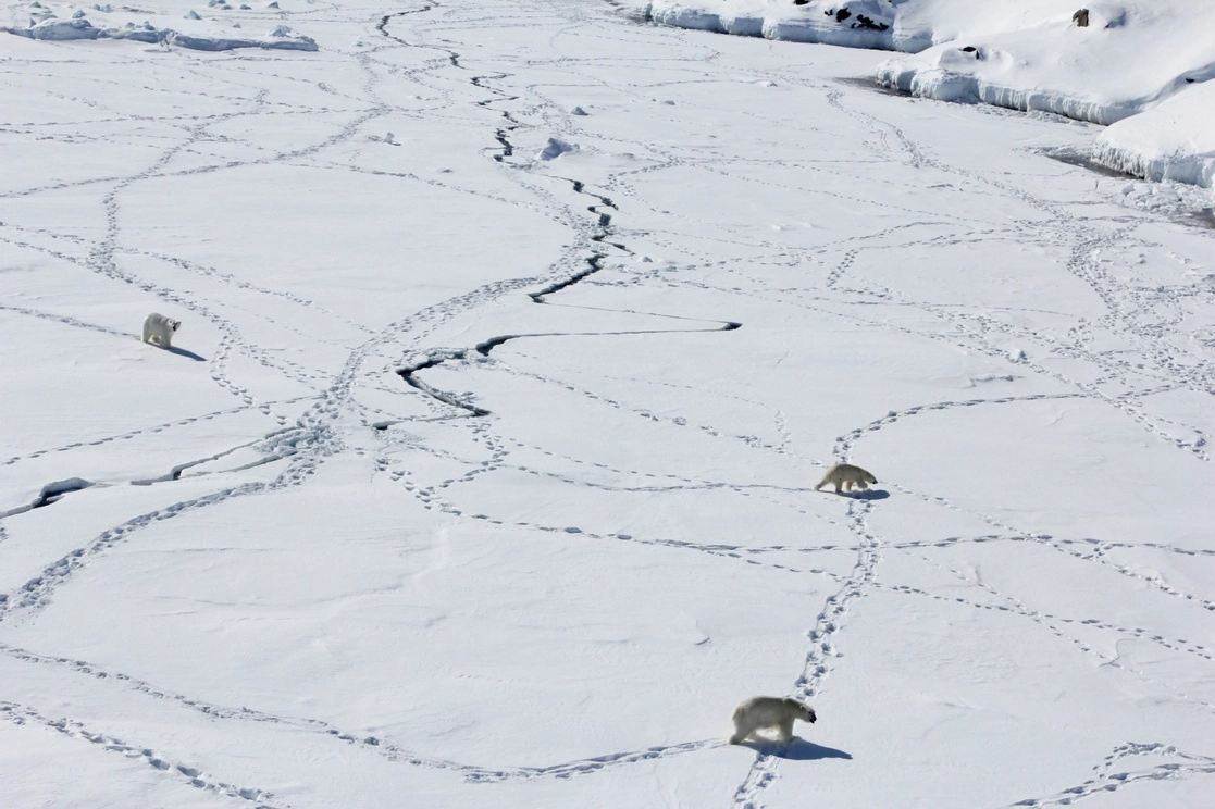 Tres osos polares adultos caminan en el sureste de Groenlandia sobre el hielo marino durante el tiempo limitado en que está disponible. Con hielo marino limitado, estos animales usan icebergs de agua dulce generados por la capa de hielo cada vez más pequeña de Groenlandia como cotos de caza improvisados, según un estudio de la revista 'Science'. Foto Ap / Archivo