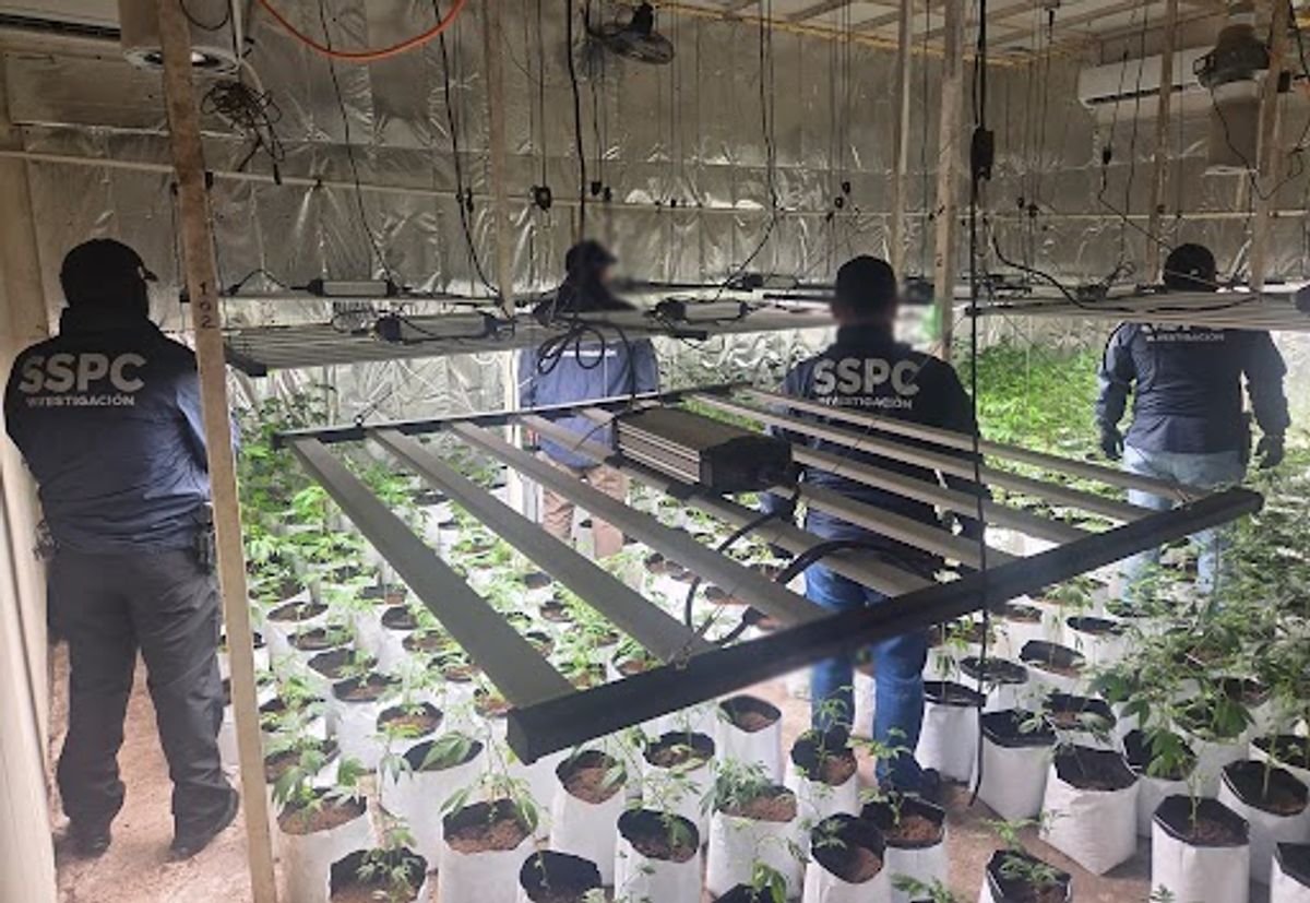 Desmantelan en CDMX red de mariguana de diseño