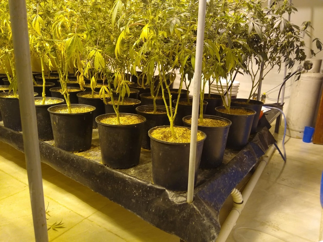 Tras el cateo en una finca de Tlaquepaque, Jalisco, se hallaron 60 plantas de mariguana. Foto La Jornada 