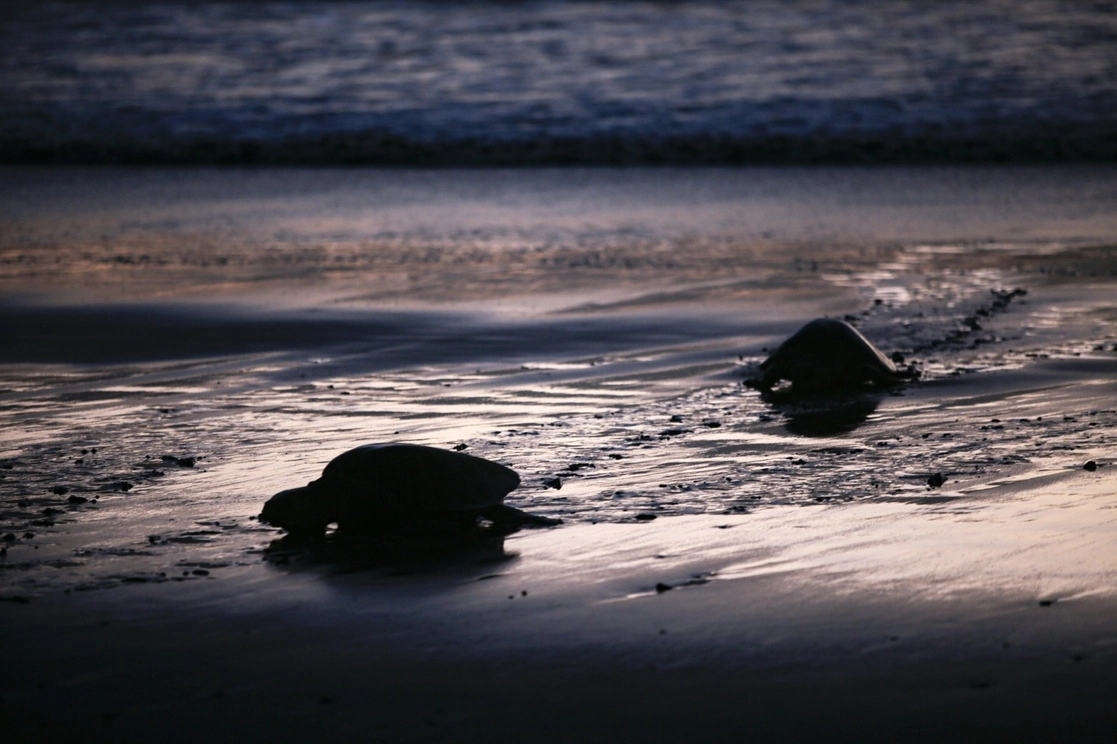 Crías de tortuga Paslama en la Reserva Natural Playa La Flor, en San Juan del Sur, Nicaragua. Foto Xinhua