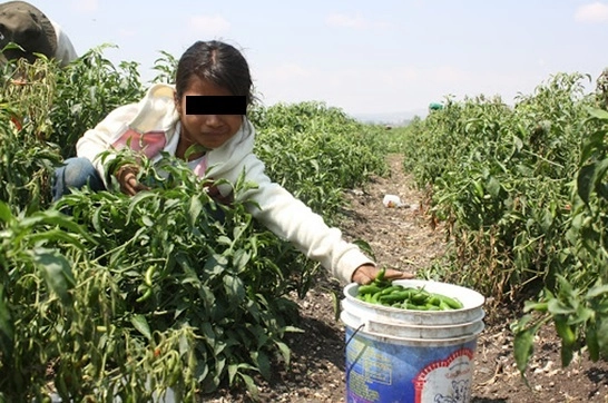 Menor trabajadora agrícola en imagen de archivo. Foto La Jornada