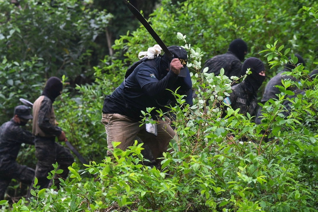 Autoridades hondureñas anunciaron una incautación récord de casi 1,7 millones de plantas de coca. Foto Afp