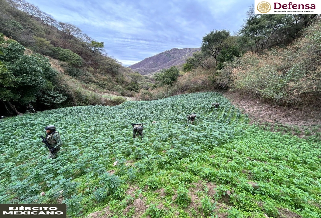 El personal militar estableció perímetros de seguridad y destruyó aproximadamente 25 hectáreas de amapola y 11.6 hectáreas de mariguana.
