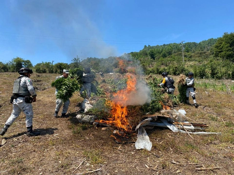 El cultivo con 20 mil plantas de mariguana se localizaba en el municipio de Santiago El Pinar, en la región de los Altos de Chiapas.