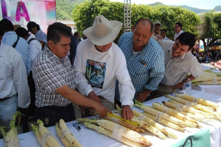 Durante la Feria del Elote Jala 2019, en Nayarit. Foto Cuartoscuro / archivo 