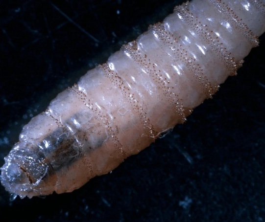 Larva de gusano barrenador en imagen de archivo. Foto 
