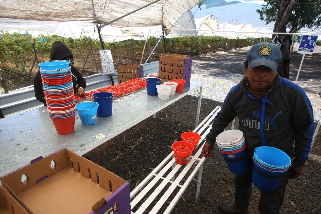 Cosechadores de berries en un plantío de Jocotepec, Jalisco. Investigadores de la UdeG detectaron gran cantidad de agroquímicos en frutas y verduras que se cultivan en huertos de Ciudad Guzmán y San Andrés Ixtlán. Foto Arturo Campos Cedillo
