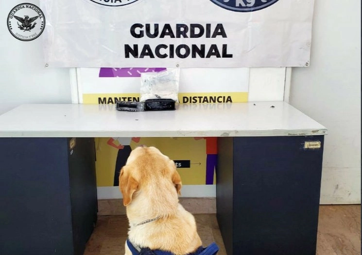 El envío fue descubierto en el área de operaciones de la plataforma de la terminal aérea, cuando el perro entrenado mostró la presencia de un paquete sospechoso. Imagen tomada del Twitter @GN_MEXICO_/ Archivo 