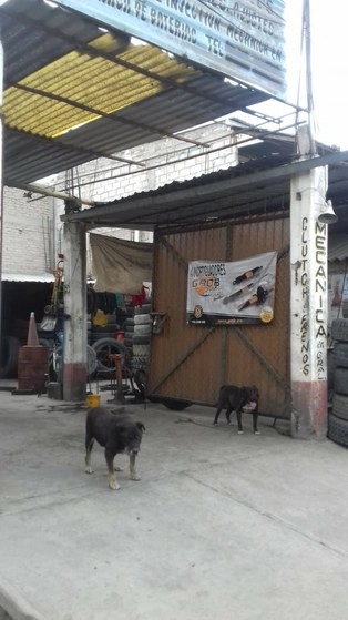 Los animales fueron trasladados al centro de atención canina de Ecatepec. Foto La Jornada