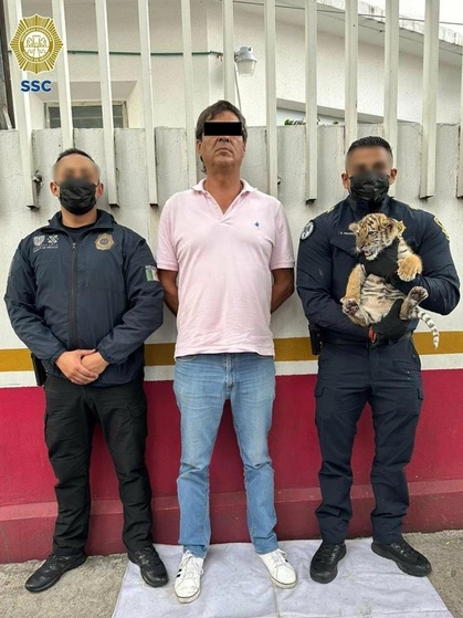 Debido a que estos animales no son de compañía, los policías se acercaron al sujeto y realizaron una revisión preventiva del automóvil color rojo donde se encontraba. Foto @OHarfuch