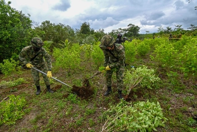 Soldados colombianos retiran plantas de coca, durante un operativo para erradicar narcocultivos, en Tumaco, el 30 de diciembre de 2020. Foto Afp 