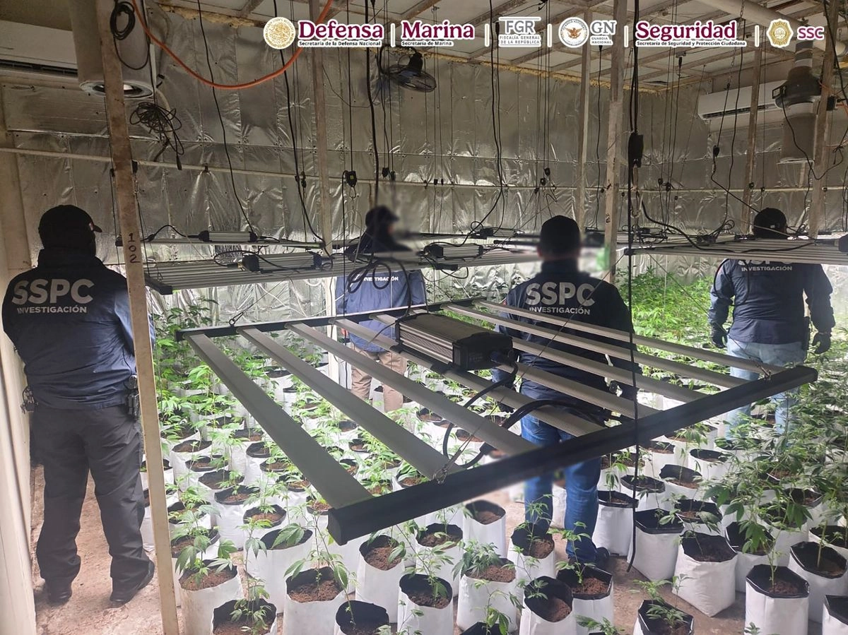 En uno de los cateos realizados en la alcald´pia Iztacalo se halló un invernadero clandestino con mil 153 plantas de mariguana. Foto 