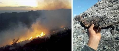 Vientos hasta de 70 kilómetros por hora provocaron que ayer se reavivara el incendio en el territorio sagrado de Wirikuta en los municipios de Villa de Guadalupe, Charcas y de Real de Catorce, en el poniente de San Luis Potosí, donde ha consumido más de 500 hectáreas. Foto Alfredo Valadez
