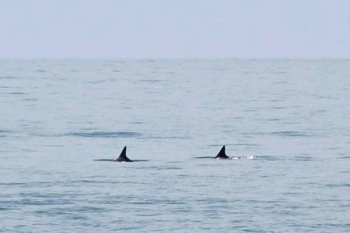 Un par de ejemplares de la vaquita captados en abril pasado en el Mar de Cortés. Foto cortesía de la organización Sea Sheperd Conservation Society / archivo 