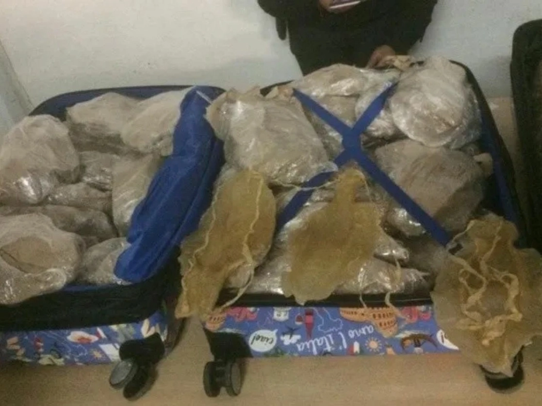 Cargamento ilegal de carne de pez totoaba asegurado en la Terminal 2 del Aeropuerto Internacional de la Ciudad de México. Foto cortesía FGR / Archivo