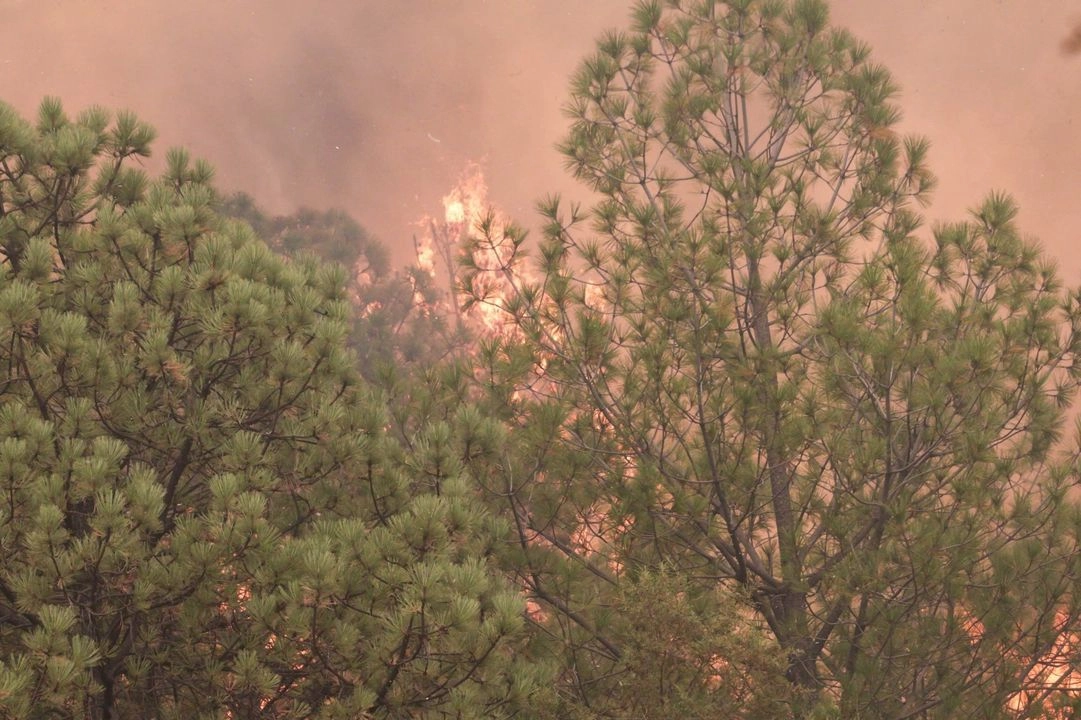 La diputada priísta, Abigail Arredondo, detalló que en 2025 se han registrado 2 mil 885 incendios en el país, los cuales han afectado más de 216 mil hectáreas. Foto 