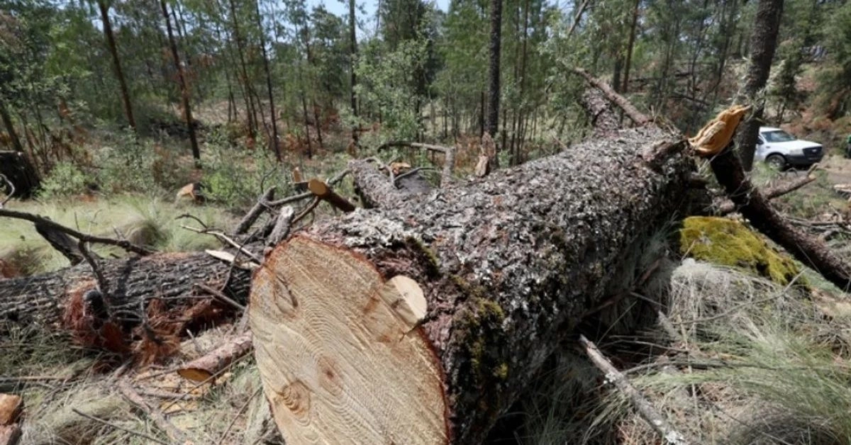 Tala ilegal en el bosque del paraje La joya del gato, ubicado en los límites de la alcaldía Tlalpan y el estado de Morelos, en imagen de archivo. Foto