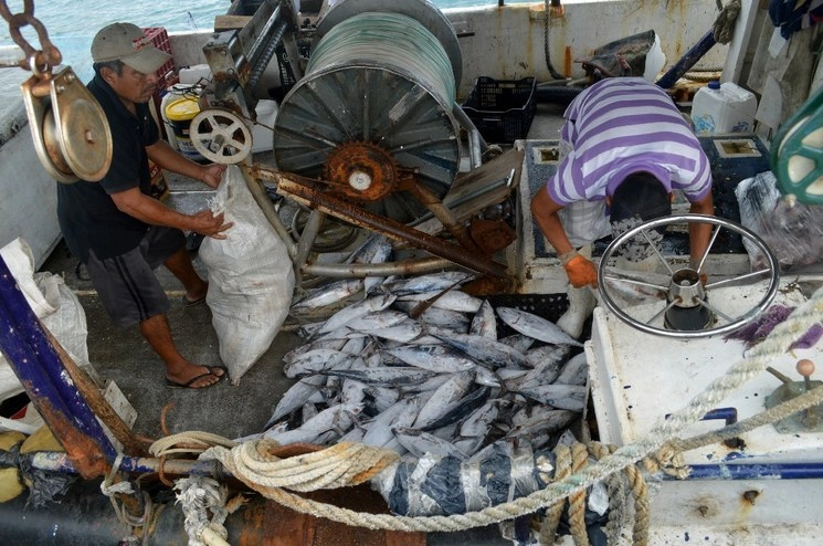 Pescadores de barcos camaroneros y pesqueros realizan labores cotidianas mientras están en el muelle en Puerto Juárez. Foto Cuartoscuro / Archivo
