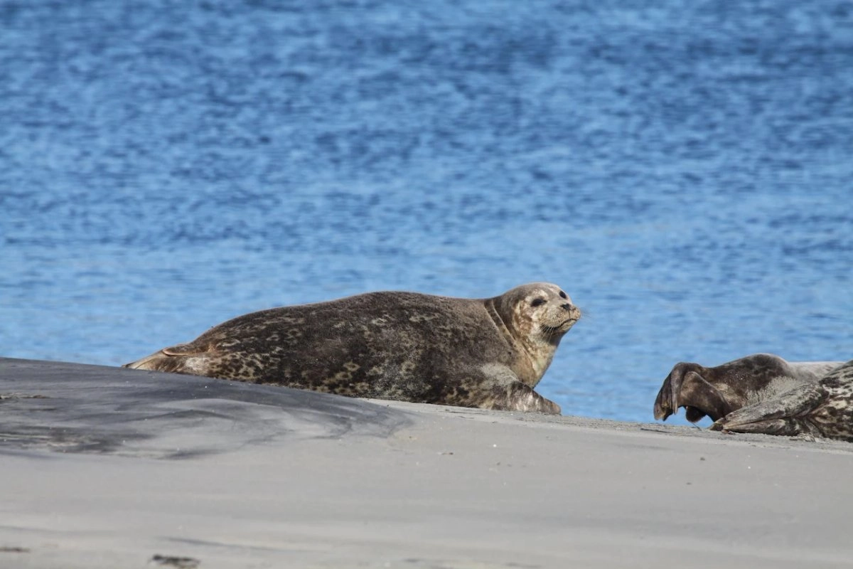 Pinnípedos en su hábitat e islas y península de Baja California.
