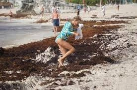 Una turista trata de sortear el sargazo en su camino. Foto Cuartoscuro/ archivo
